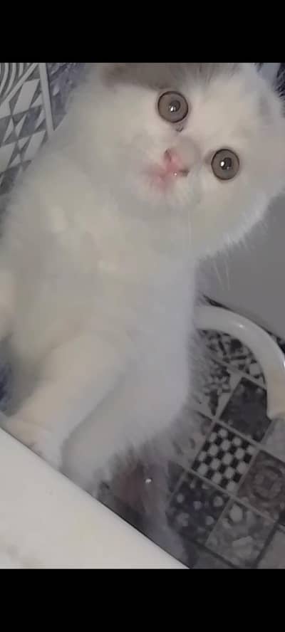 Russian pure white kitten