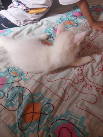 2 home breed kitten looks female