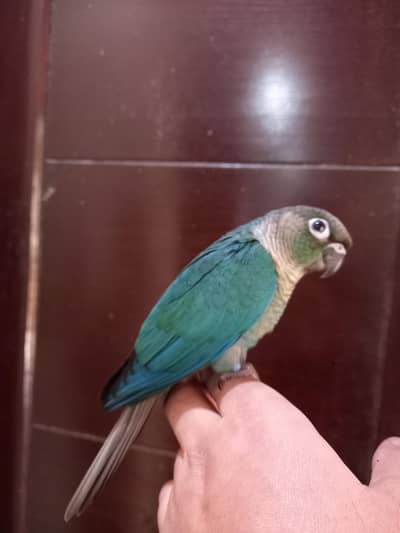 Hand tammed blue torqouise/torqouise bf-bc conure parrot