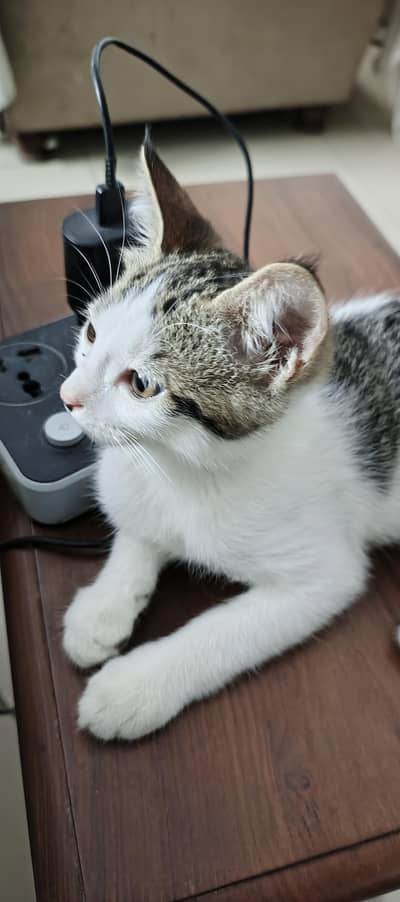 domestic short hair mix breed