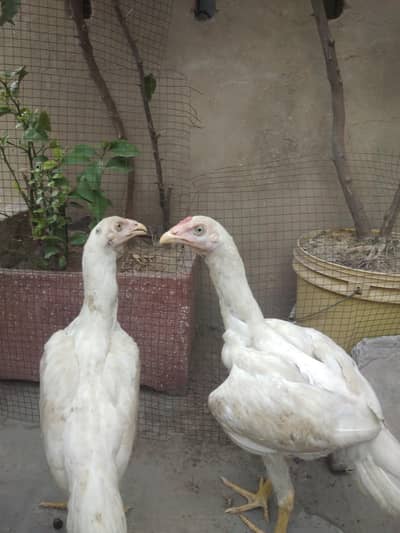 Hera Aseel 3rd Bloodline Pattha | 5-6 Month | Healthy