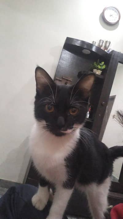 Tuxedo Tabby Cat Single Coated