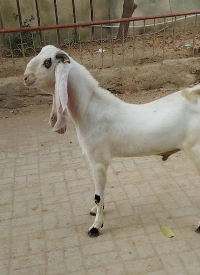 Gulabi Breeder for sale