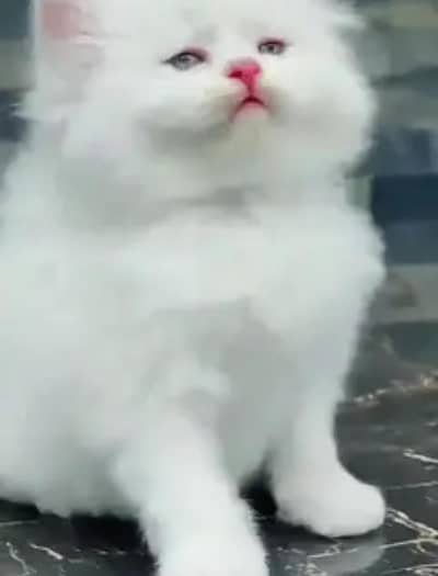 (person) cat. for)( sale) my WhatsApp number