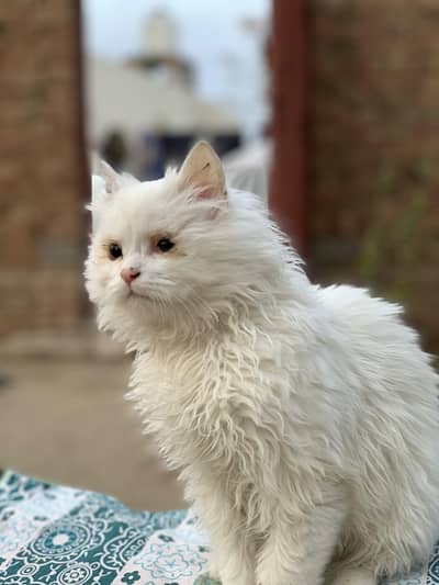 Beautiful White Persian Male Cat for Sale in Quetta