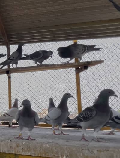 Pigeon