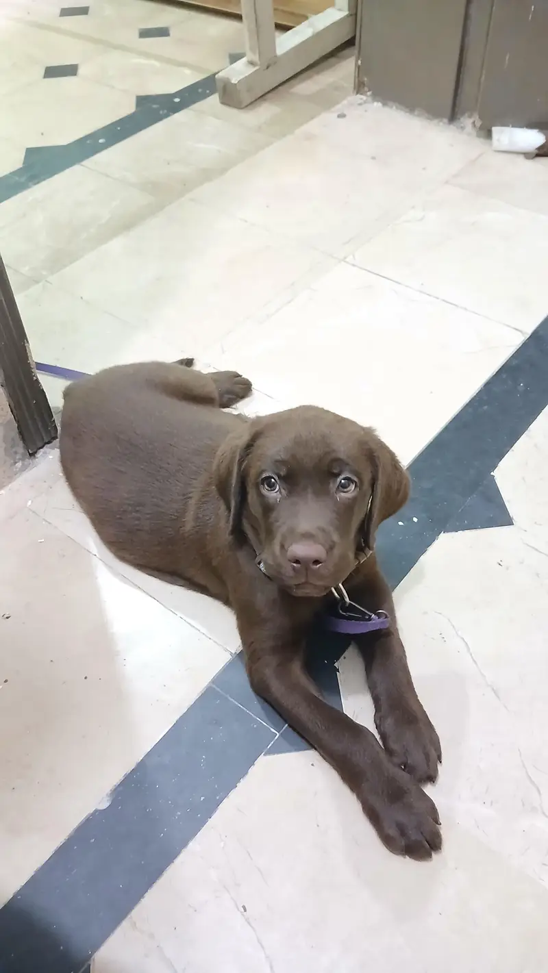 labrador retriever Chocolate brown