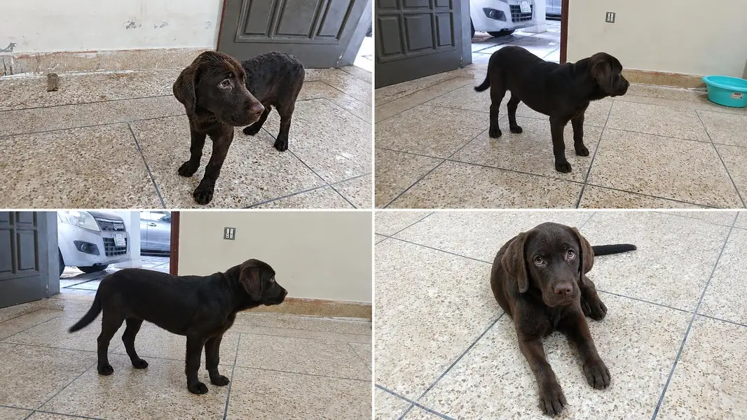 labrador retriever Chocolate brown — photo 2