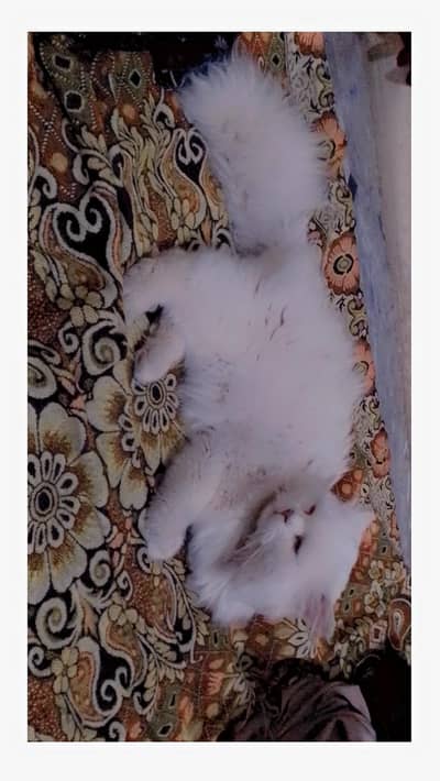 Healthy White Persian Male Cat | 1 Year | Vaccinated & Litter Trained