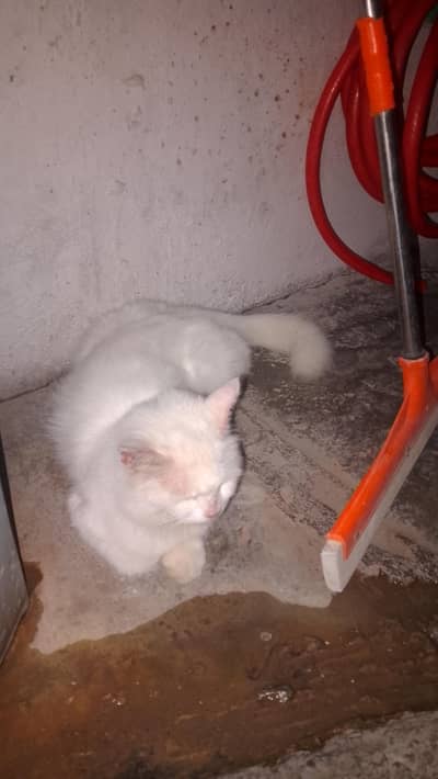 Persian cat