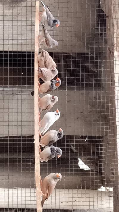 Finches available