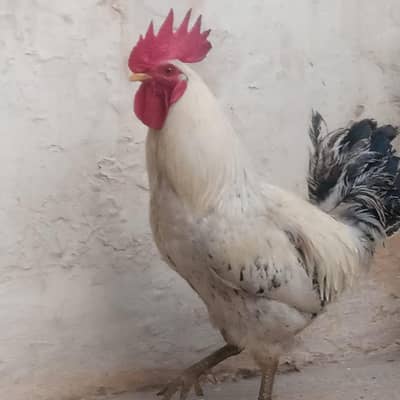 Egg Laying hen and rooster for sale aseel / Desi cross rooster