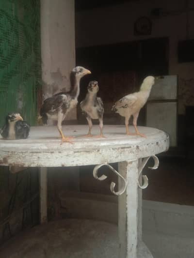 THI cross aseel one chick only RS 1500