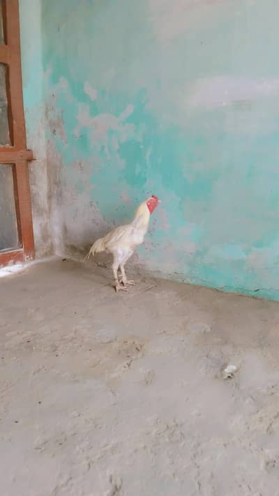 Male for sale breeder