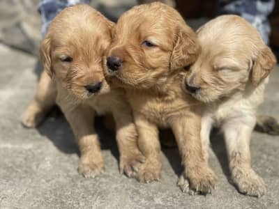 Golden Retriever Puppy |Pup | Golden Retriever | Puppies |Dog For Sale