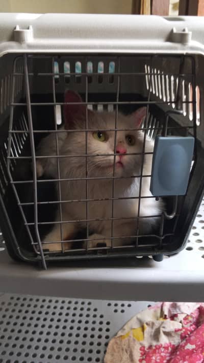 Persian cat white color