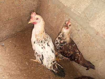 4 Healthy Desi Chickens for Sale – 2 Roosters + 1 Pair (4 Months Old)