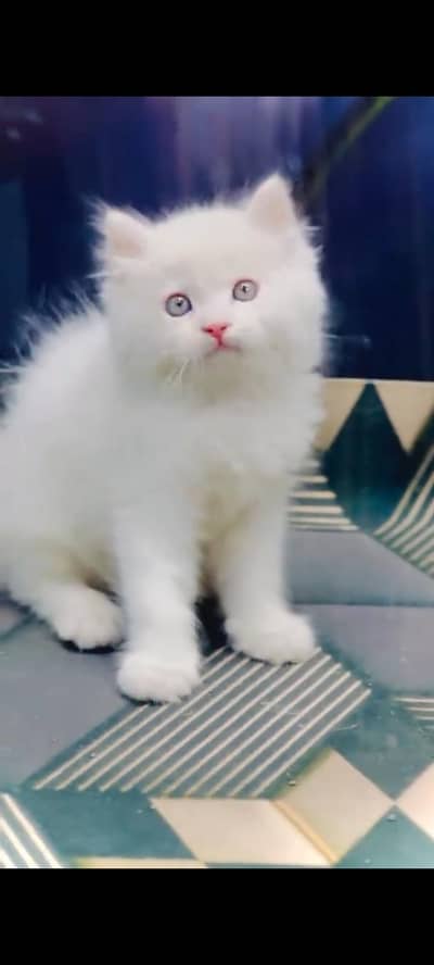 persian cat for sale MywatsapppNumber 0320-19-06-573