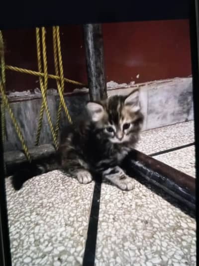 for sale pair of Persian kittens