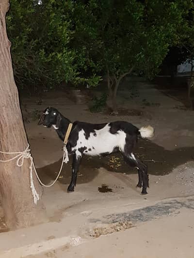 black and white bakra ha dhonda ha
