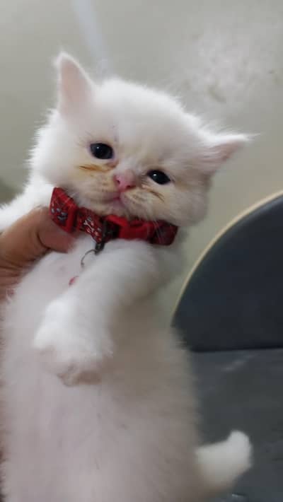 Pure Persian Semi Punch Face Female Kitten/Cat Each Kitten Price Ment