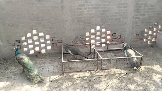 blue shoulder for sale| black shoulde for sale | Peacock for sale