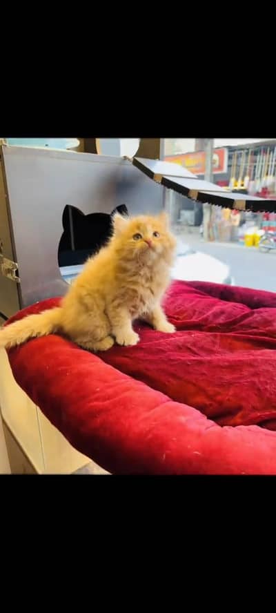 persian cat for sale MywatsapppNumber 0320-19-06-573