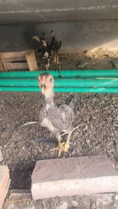 aseel shamo chicks for sale