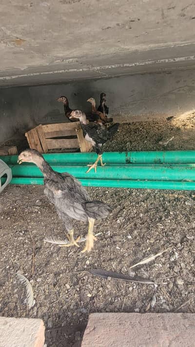 aseel shamo chicks for sale