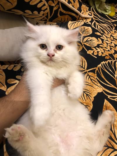 White Persian kitten