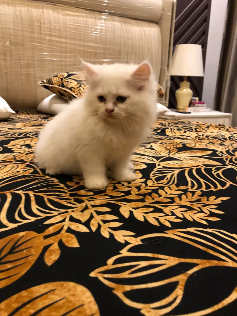 White Persian kitten — photo 2