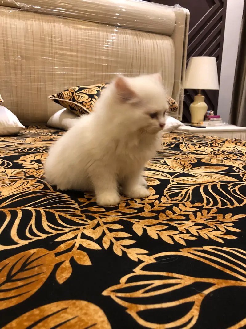 White Persian kitten — photo 3