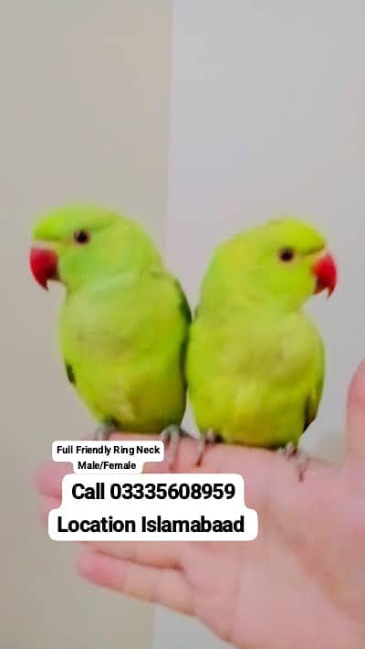 Single 5,500 Hand Tamed Friendly Green Ring Neck Parrots Male/Female
