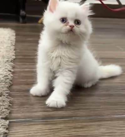 Three Persian kittens for sale
