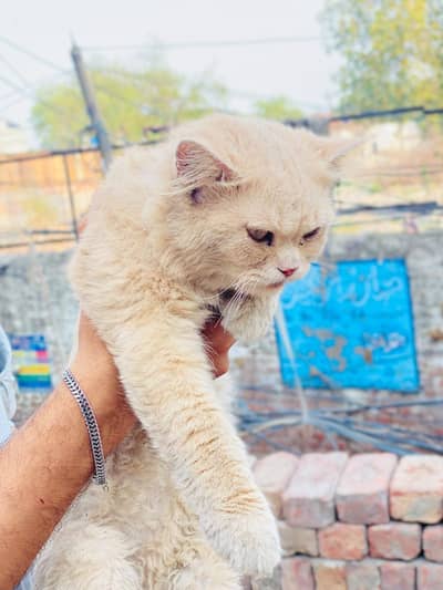 Persian cat skin colour