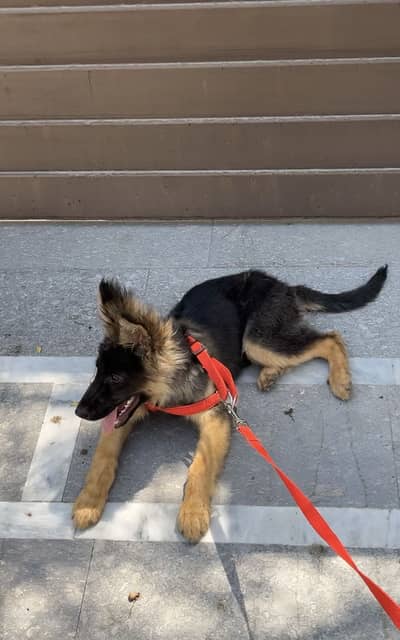Germen Shephered Puppy