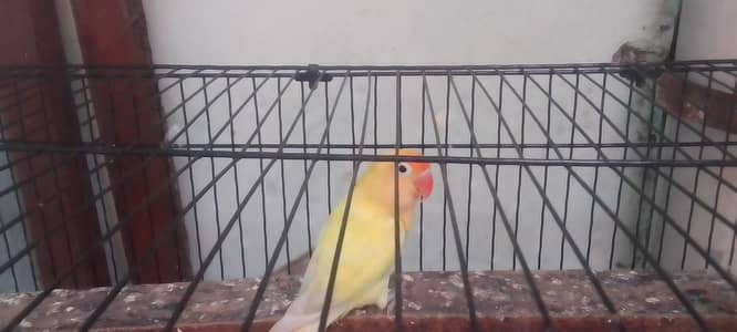 Decino opline breeder female Hight quality