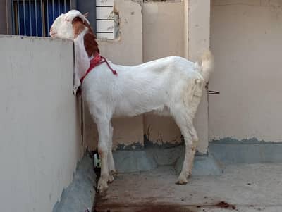 Pure Gulabi Bakri