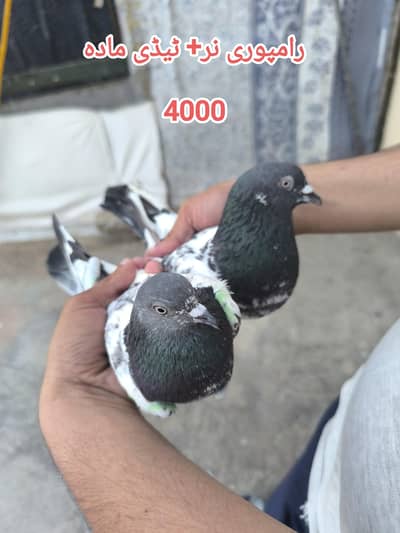 Breeding setup For sale