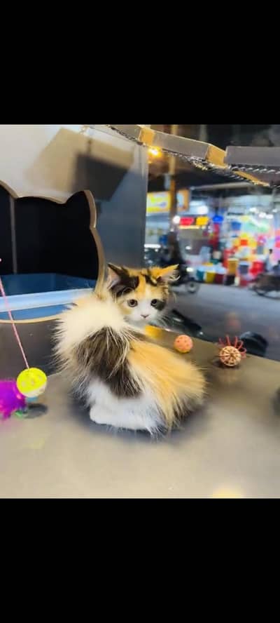 persian cat for sale MywatsapppNumber 0320-19-06-573