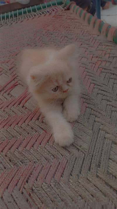 Persian kitten for sale