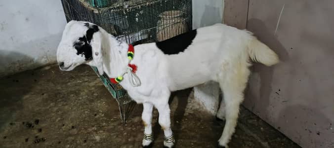 Bakra Sindh k