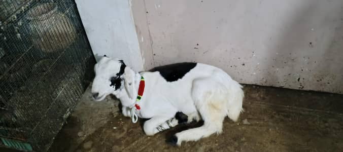 Bakra Sindh k