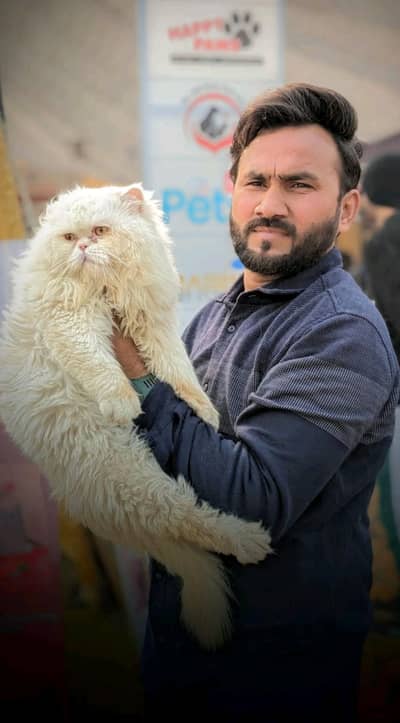 punch face male cat only on mating service available
