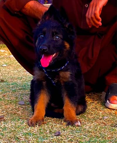 German shepherd male for sale