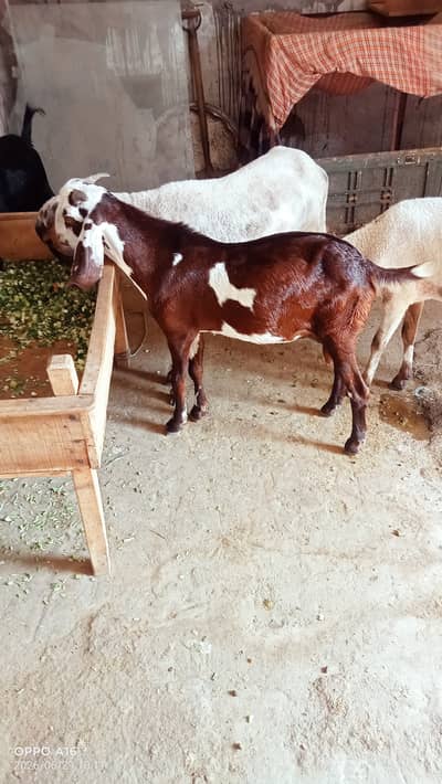 Desi bakra