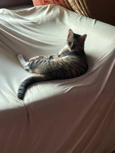 Male tabby cat up
