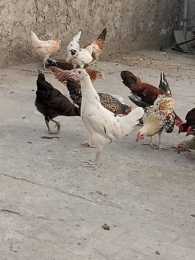 Desi murgia murga