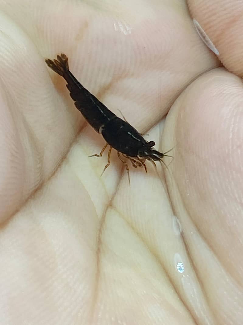 Black Rose Shrimp 0