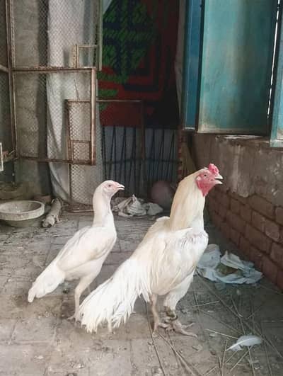 paper white/ white heera / healthy and active